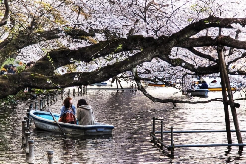 I want to go to Japan