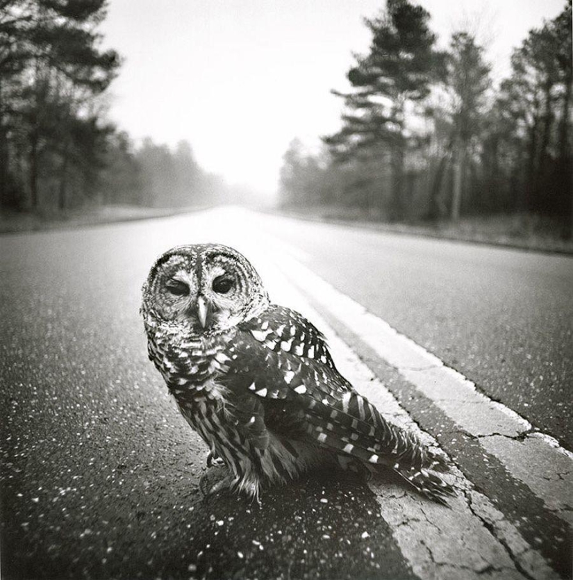 Iconic photographs by Arthur Thrash Iconic photographs by Arthur Thrash