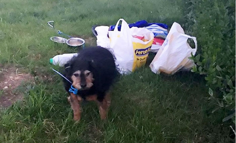 "I'm sorry, I don't need it": a British man was entrusted with a dog, and he threw it into a field
