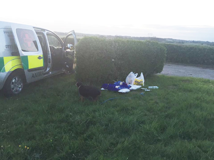 "I'm sorry, I don't need it": a British man was entrusted with a dog, and he threw it into a field "I'm sorry, I don't need it": a British man was entrusted with a dog, and he threw it into a field