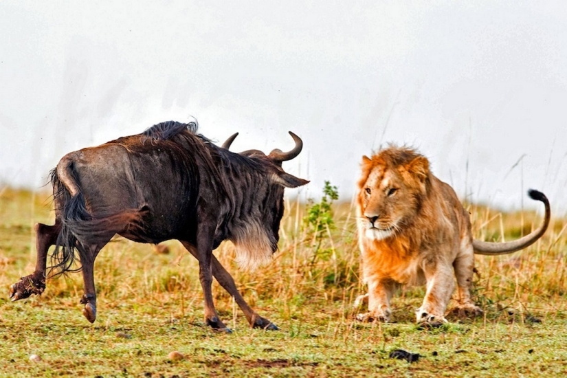 Imágenes dramáticas de un león cazando ñus