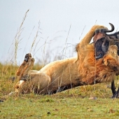 Imágenes dramáticas de un león cazando ñus
