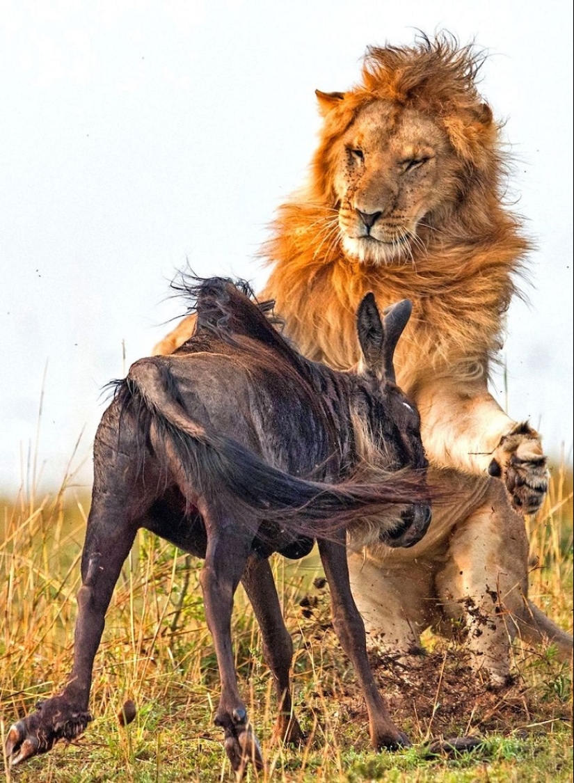 Imágenes dramáticas de un león cazando ñus