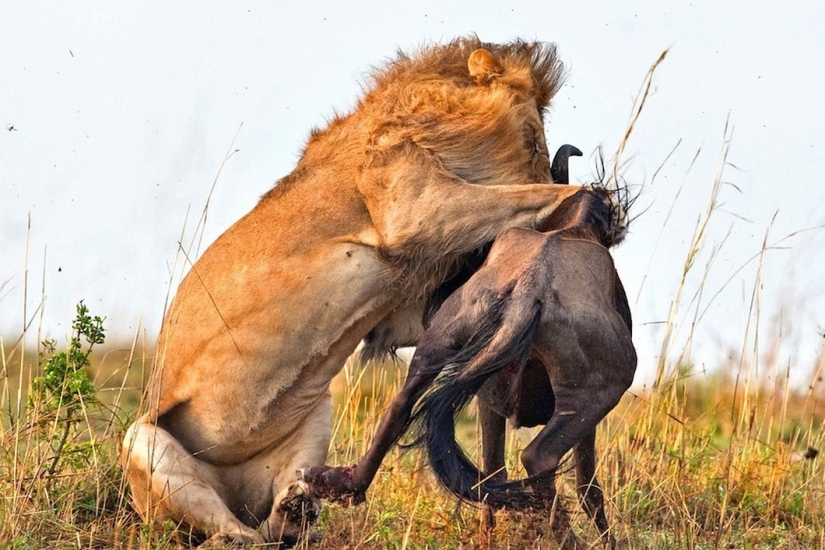Imágenes dramáticas de un león cazando ñus