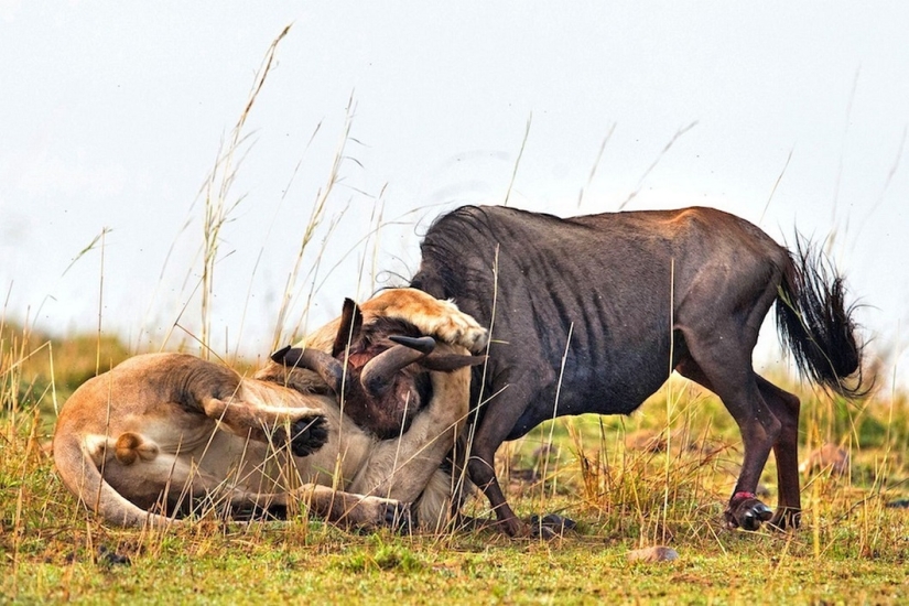 Imágenes dramáticas de un león cazando ñus