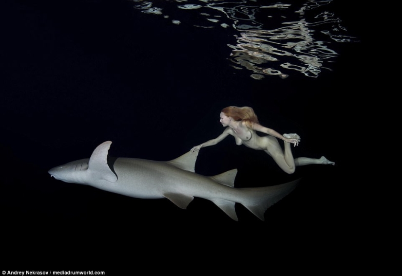 Impresionantes imágenes submarinas: Modelo rusa desnuda nada con tiburones