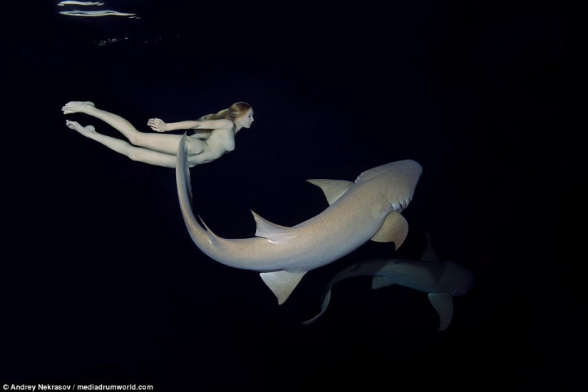 Impresionantes imágenes submarinas: Modelo rusa desnuda nada con tiburones