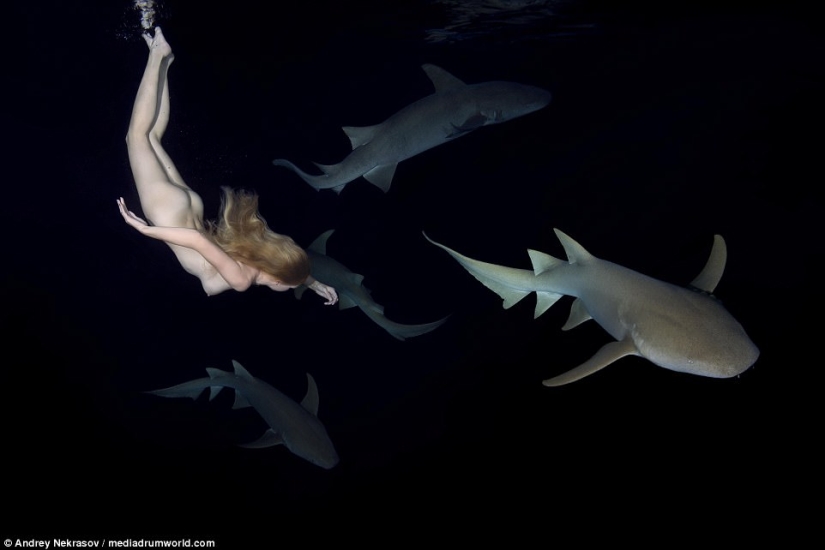 Impresionantes imágenes submarinas: Modelo rusa desnuda nada con tiburones