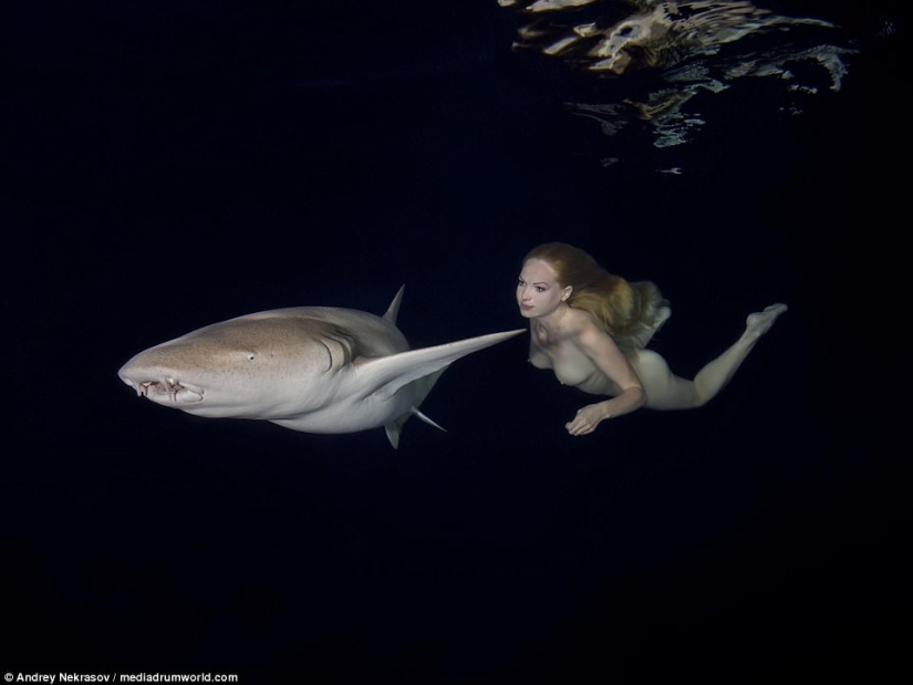 Impresionantes imágenes submarinas: Modelo rusa desnuda nada con tiburones