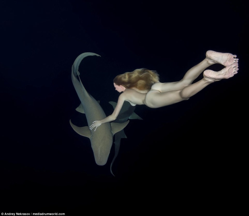 Impresionantes imágenes submarinas: Modelo rusa desnuda nada con tiburones