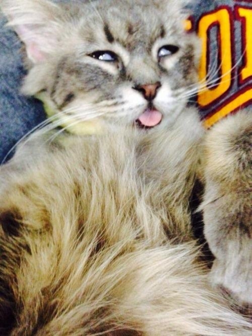 In a complete blackout: very sound asleep cats and cats with the most stupid muzzles In a complete blackout: very sound asleep cats and cats with the most stupid muzzles