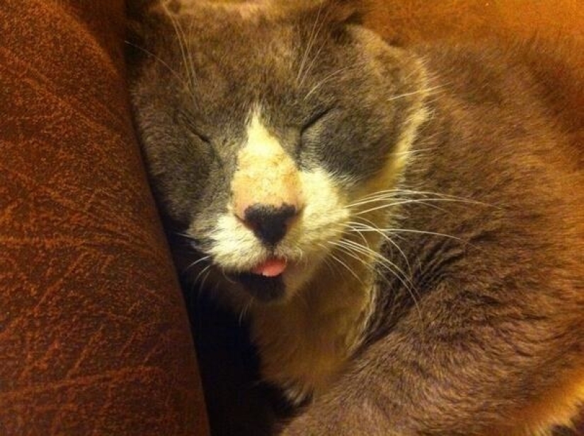 In a complete blackout: very sound asleep cats and cats with the most stupid muzzles In a complete blackout: very sound asleep cats and cats with the most stupid muzzles