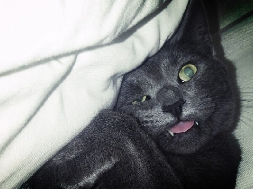 In a complete blackout: very sound asleep cats and cats with the most stupid muzzles In a complete blackout: very sound asleep cats and cats with the most stupid muzzles