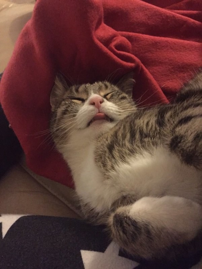 In a complete blackout: very sound asleep cats and cats with the most stupid muzzles In a complete blackout: very sound asleep cats and cats with the most stupid muzzles