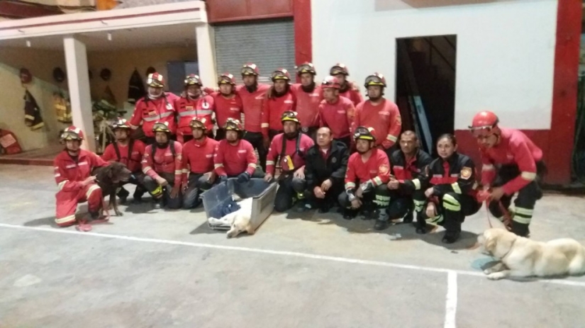 In Ecuador, the dog rescued 7 people from the rubble and died of dehydration In Ecuador, the dog rescued 7 people from the rubble and died of dehydration