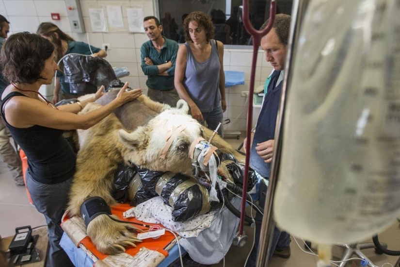 In Israel, the first operation on the spine of a bear