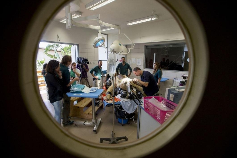 In Israel, the first operation on the spine of a bear