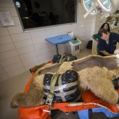 In Israel, the first operation on the spine of a bear In Israel, the first operation on the spine of a bear