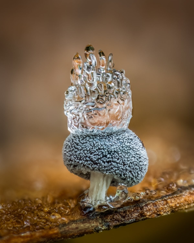In Macro Photos, Barry Webb Captures the Fleeting, Otherworldly Characteristics of Slime Molds and Fungi