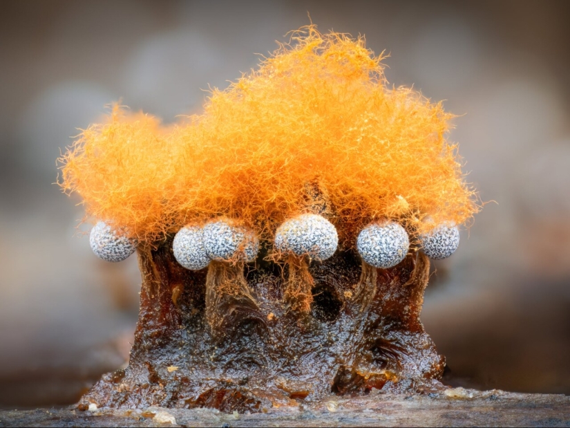 In Macro Photos, Barry Webb Captures the Fleeting, Otherworldly Characteristics of Slime Molds and Fungi