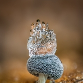 In Macro Photos, Barry Webb Captures the Fleeting, Otherworldly Characteristics of Slime Molds and Fungi