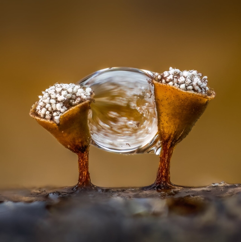 In Macro Photos, Barry Webb Captures the Fleeting, Otherworldly Characteristics of Slime Molds and Fungi