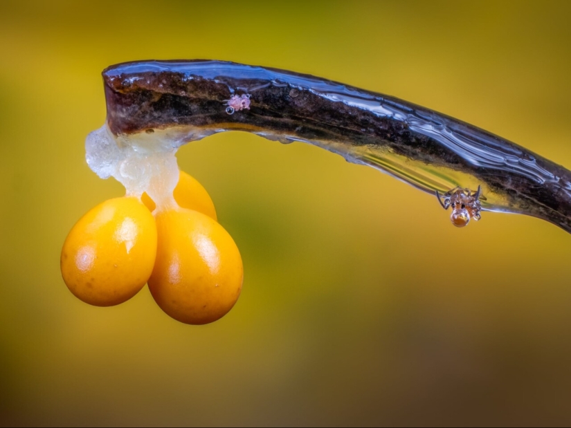 In Macro Photos, Barry Webb Captures the Fleeting, Otherworldly Characteristics of Slime Molds and Fungi