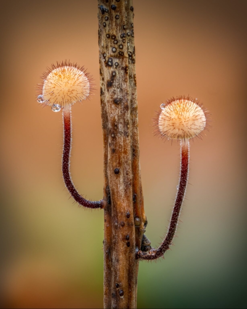 In Macro Photos, Barry Webb Captures the Fleeting, Otherworldly Characteristics of Slime Molds and Fungi