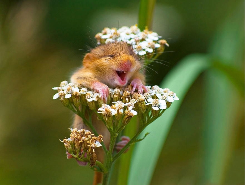 In the lens-baby mice