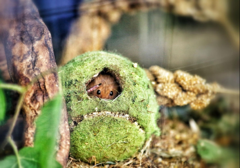 In the lens-baby mice