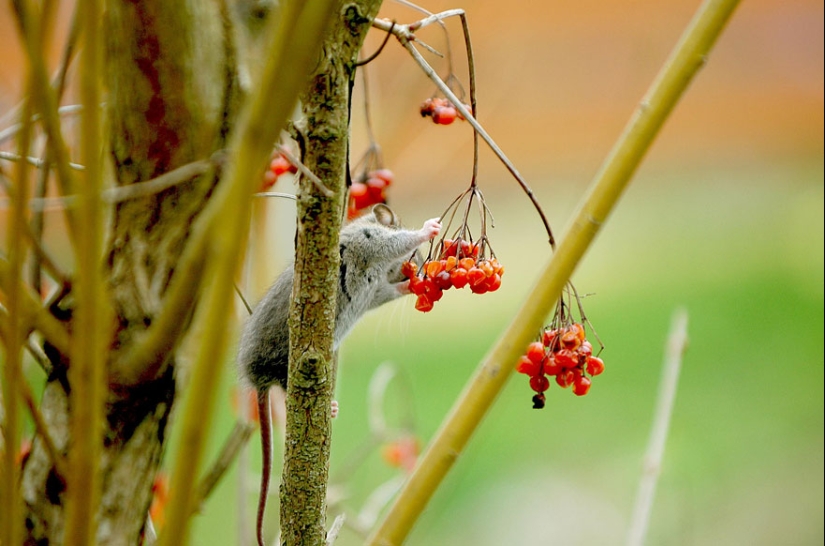 In the lens-baby mice
