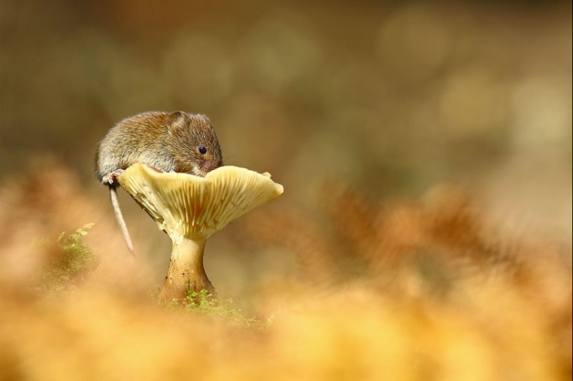 In the lens-baby mice