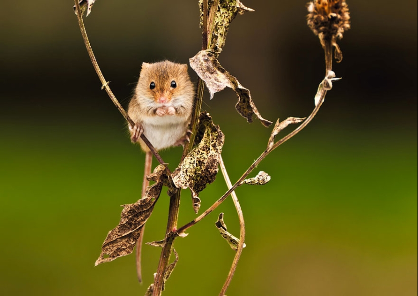 In the lens-baby mice
