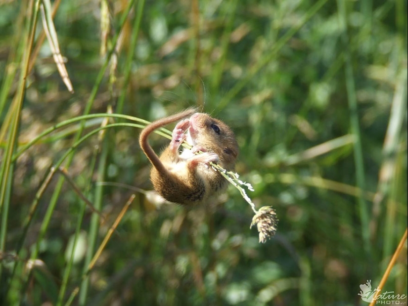 In the lens-baby mice