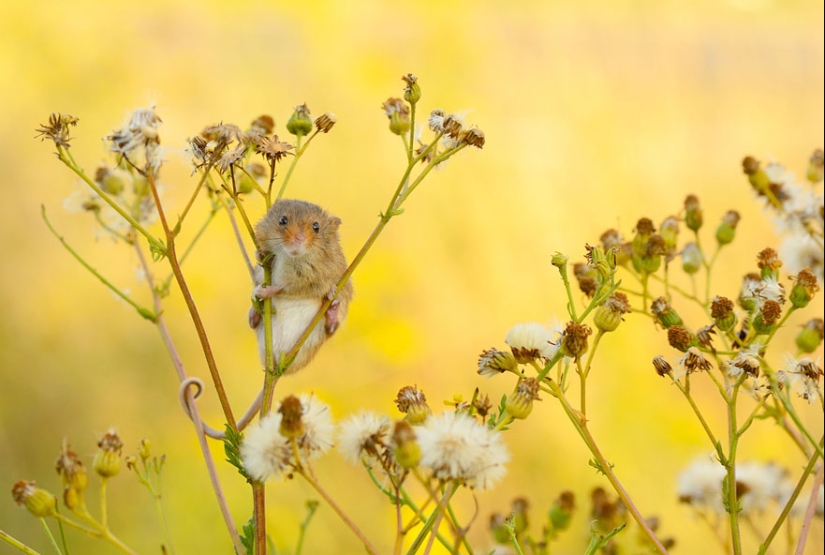 In the lens-baby mice