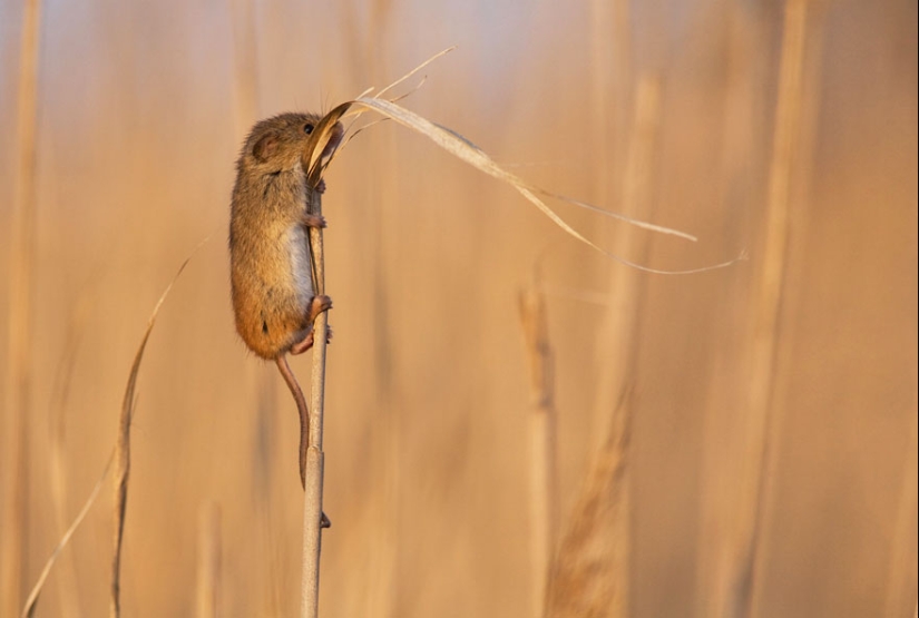 In the lens-baby mice