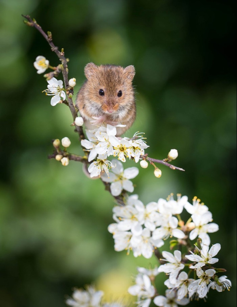 In the lens-baby mice