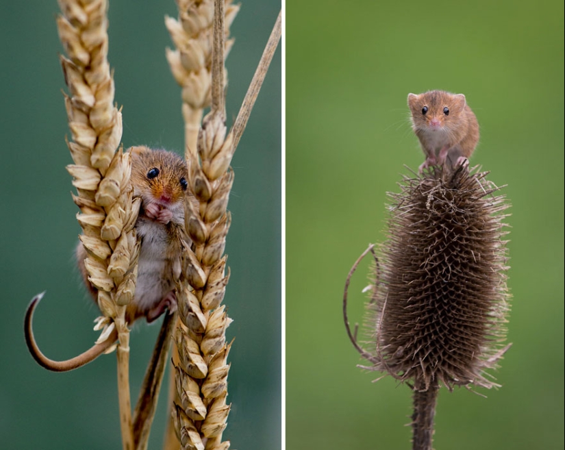 In the lens-baby mice