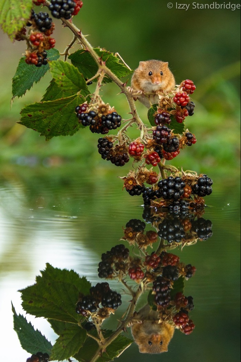In the lens-baby mice