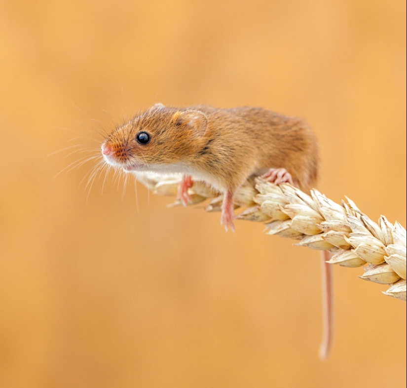 In the lens-baby mice