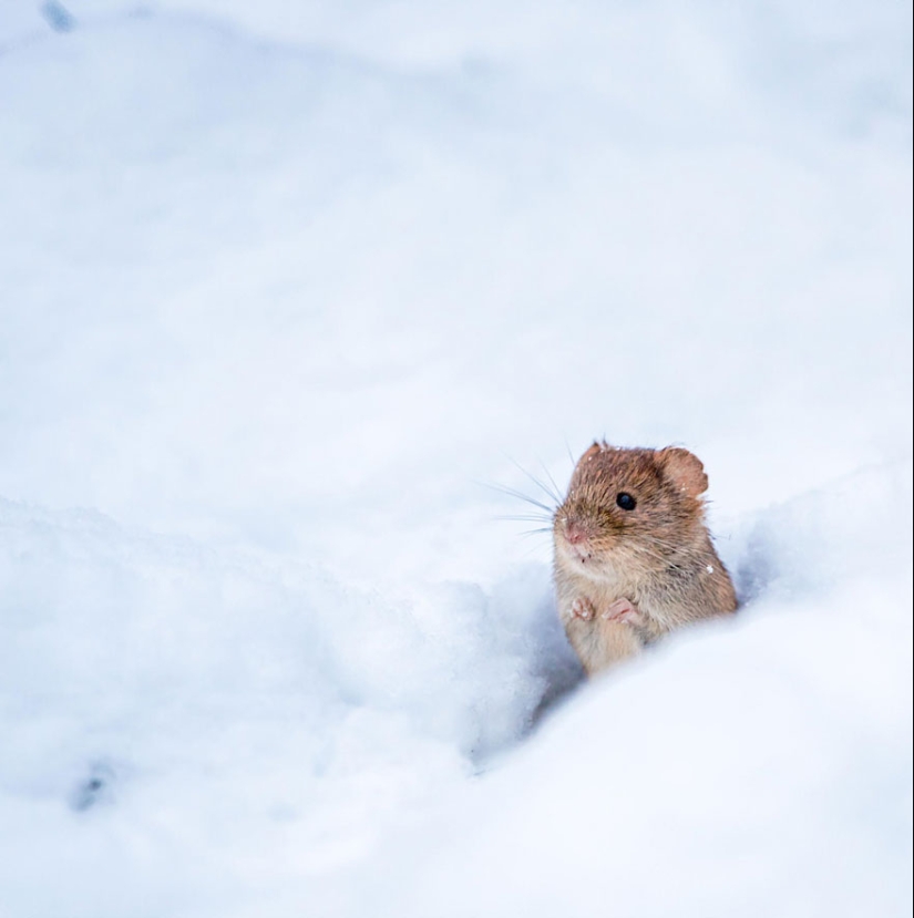 In the lens-baby mice