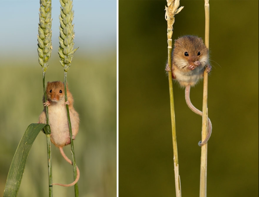 In the lens-baby mice