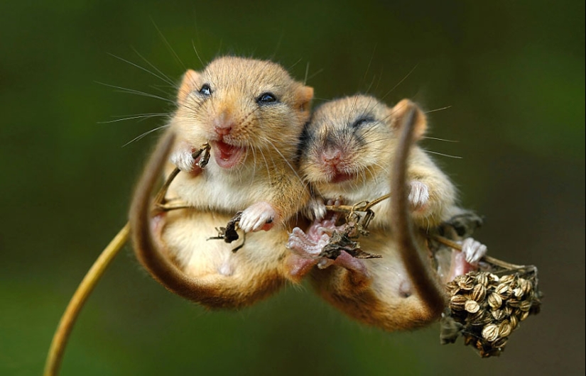 In the lens-baby mice