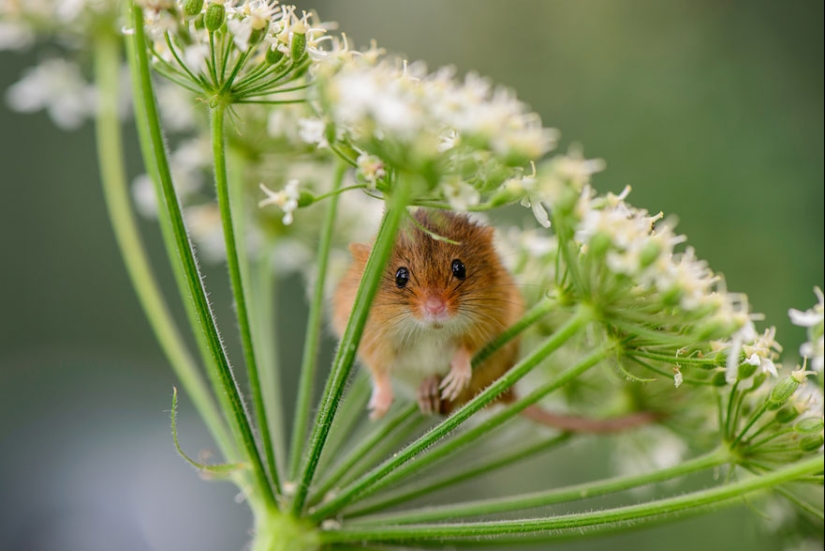 In the lens-baby mice