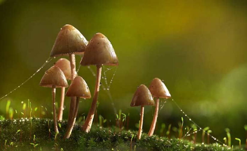 In the USA, they came up with the idea of treating alcoholism with hallucinogenic mushrooms In the USA, they came up with the idea of treating alcoholism with hallucinogenic mushrooms
