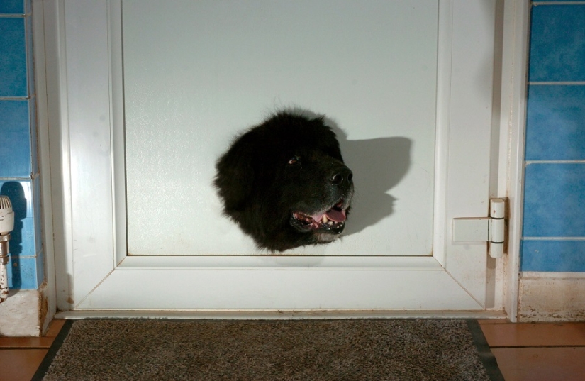 In Winnie the Pooh's Footsteps: Stuck Beasts In Winnie the Pooh's Footsteps: Stuck Beasts