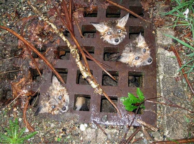 In Winnie the Pooh's Footsteps: Stuck Beasts In Winnie the Pooh's Footsteps: Stuck Beasts