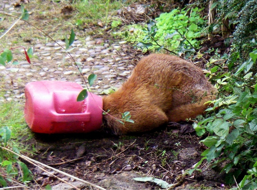 In Winnie the Pooh's Footsteps: Stuck Beasts In Winnie the Pooh's Footsteps: Stuck Beasts