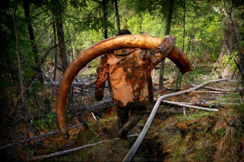 In Yakutia, a new "gold rush" — hunting for mammoth tusks