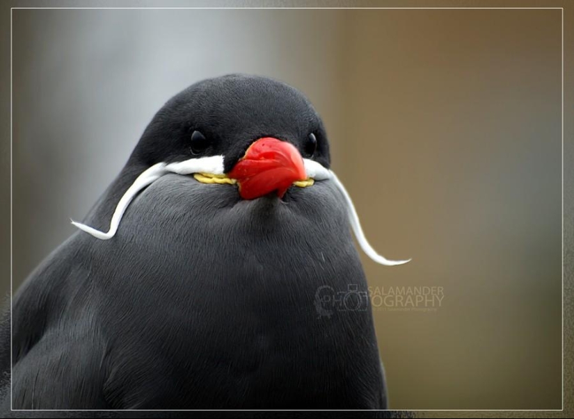 Inca tern - un pájaro con bigote Inca tern - un pájaro con bigote